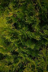 Image showing Background texture of thuja