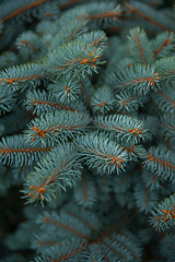 Image showing Background texture of fir tree branches