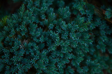 Image showing Background texture of fir tree branches