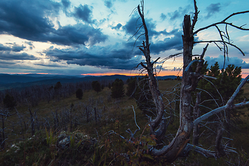 Image showing Landscape with dead forest