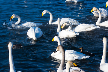 Image showing Beautiful white whooping swans