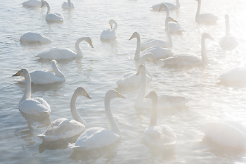 Image showing Beautiful white whooping swans