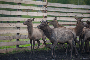 Image showing marals on farm in Altay