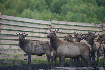 Image showing marals on farm in Altay