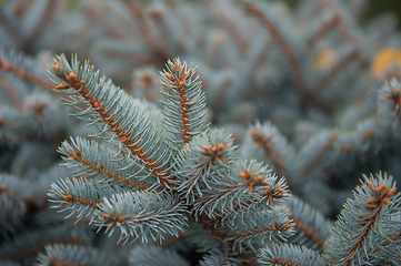 Image showing Background texture of fir tree branches