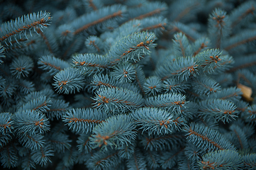 Image showing Background texture of fir tree branches