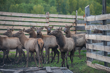 Image showing marals on farm in Altay