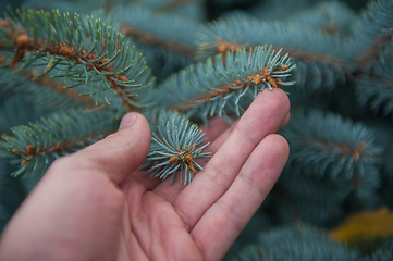 Image showing Male hand with fir tree