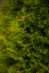 Image showing Background texture of thuja