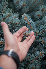 Image showing Male hand with fir tree