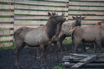 Image showing marals on farm in Altay