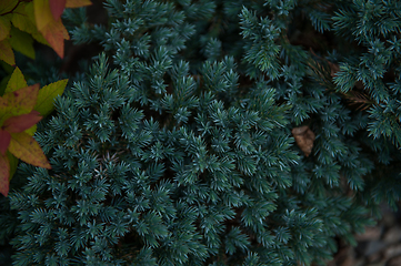 Image showing Background texture of fir tree branches