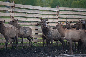 Image showing marals on farm in Altay