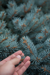 Image showing Male hand with fir tree