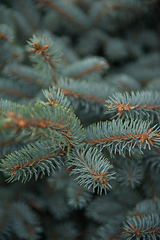 Image showing Background texture of fir tree branches