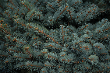 Image showing Background texture of fir tree branches