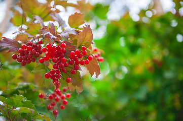 Image showing Red viburnum branch berries