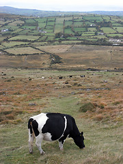 Image showing grazing cow