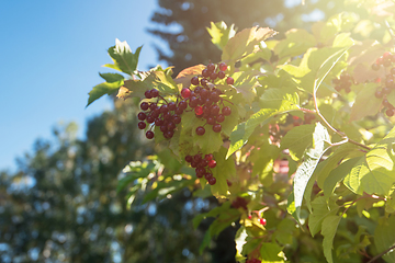 Image showing Red viburnum branch berries