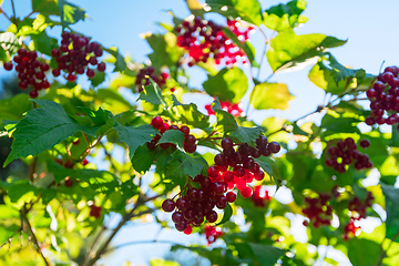 Image showing Red viburnum branch berries
