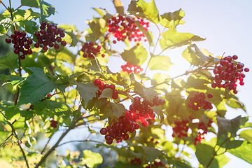 Image showing Red viburnum branch berries