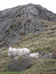 Image showing Sheep on a hillside