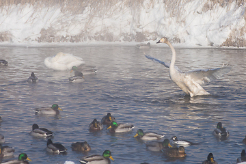 Image showing Beautiful white whooping swans