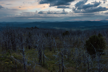 Image showing Landscape with dead forest