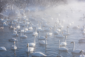 Image showing Beautiful white whooping swans