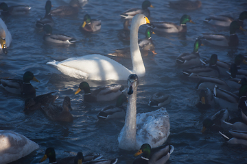 Image showing Beautiful white whooping swans