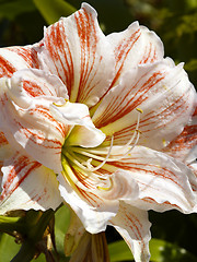 Image showing lily blossom