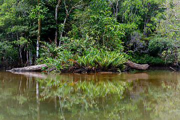 Image showing Masoala National Park landscape, Madagascar