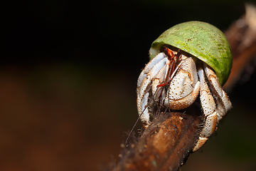 Image showing Hermit Crab with green snail shell Madagascar