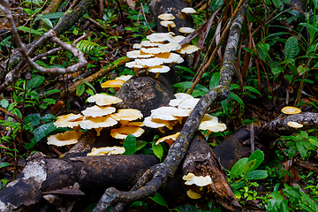 Image showing Mushroom on the trunk of a rainforest tree