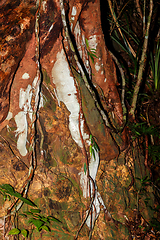 Image showing colored roots in Madagascar rainforest