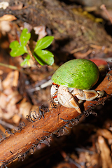 Image showing Hermit Crab with green snail shell Madagascar