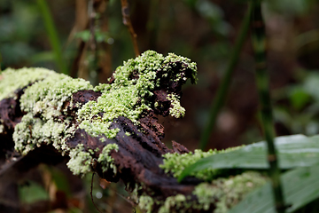 Image showing small plant on trees in Madagascar rainforest