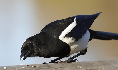 Image showing Magpie. 