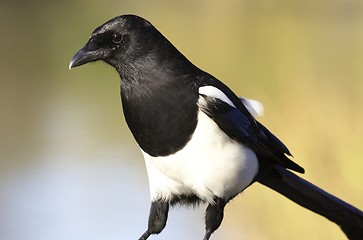 Image showing Magpie. 