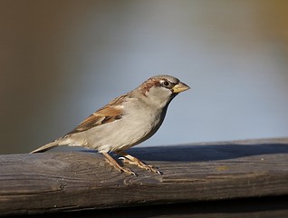 Image showing House Sparrow. 