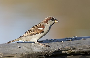 Image showing House Sparrow. 