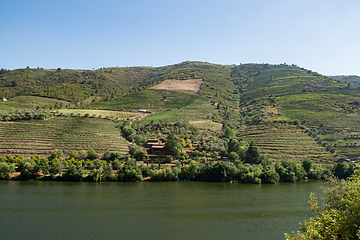 Image showing vineyars in Douro Valley