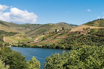 Image showing Point of view shot of terraced vineyards in Douro Valley