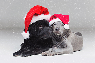 Image showing thai ridgeback puppy and shar pei dog