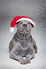 Image showing thai ridgeback puppy in xmas hat