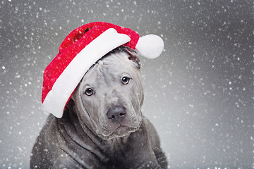 Image showing thai ridgeback puppy in xmas hat