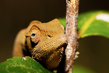 Image showing beautiful panther chameleon, Madagascar