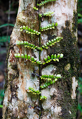 Image showing small plant on trees in Madagascar rainforest