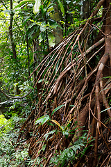 Image showing tree buttressed by roots, Madagascar rainforest