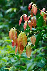 Image showing Cinnamon Tree with colored leaves